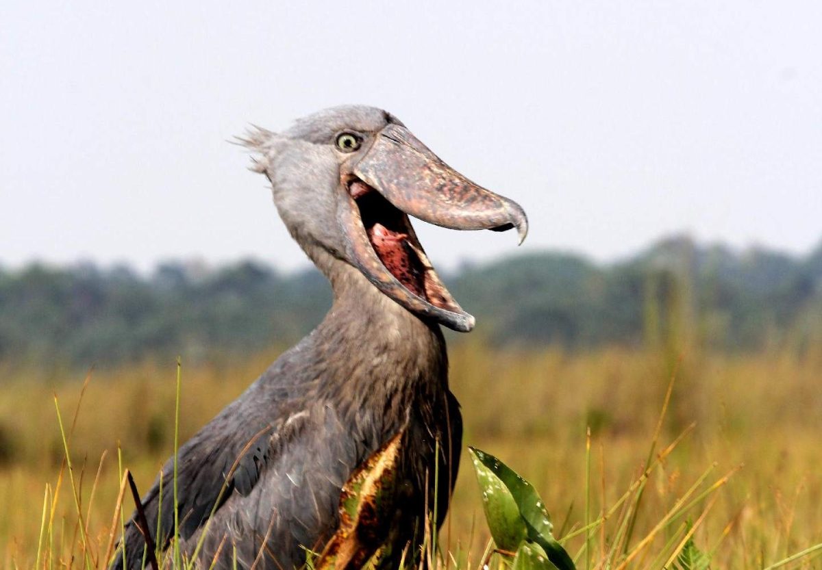 20 Days Birding Across Uganda