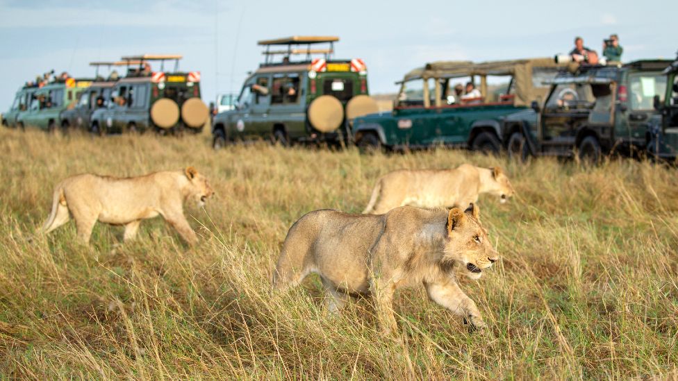 6 Days Best Kenya Wildlife