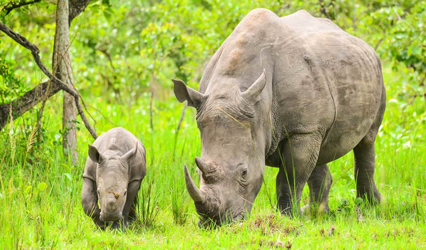 9 Days Best of Uganda Safari