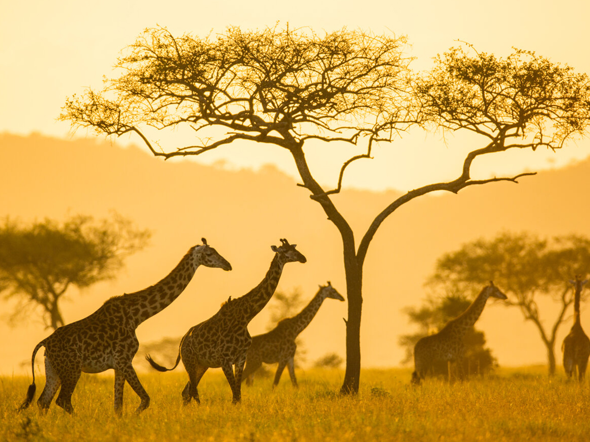10 Day Bwindi gorillas and game viewing